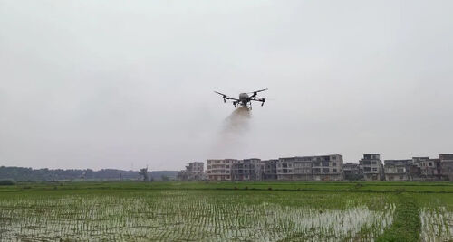 últimas noticias de la empresa sobre Ciudad antigua: Drone "en servicio" para ayudar a estabilizar el rendimiento del arroz y aumentar los ingresos
