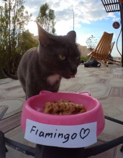 últimas noticias de la empresa sobre Drones: una nueva cafetería aérea para gatos callejeros